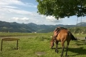 horse riding in auvergne equestrian trek
