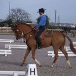 golega dressage 1