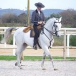golega dressage 2