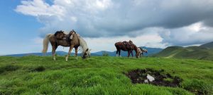balade à cheval le puy en velay en auvergne